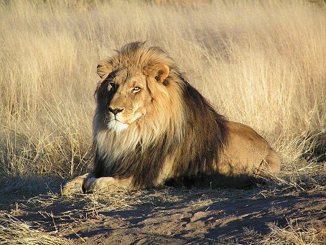 Kráľ savany: Lev