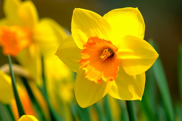 narcis